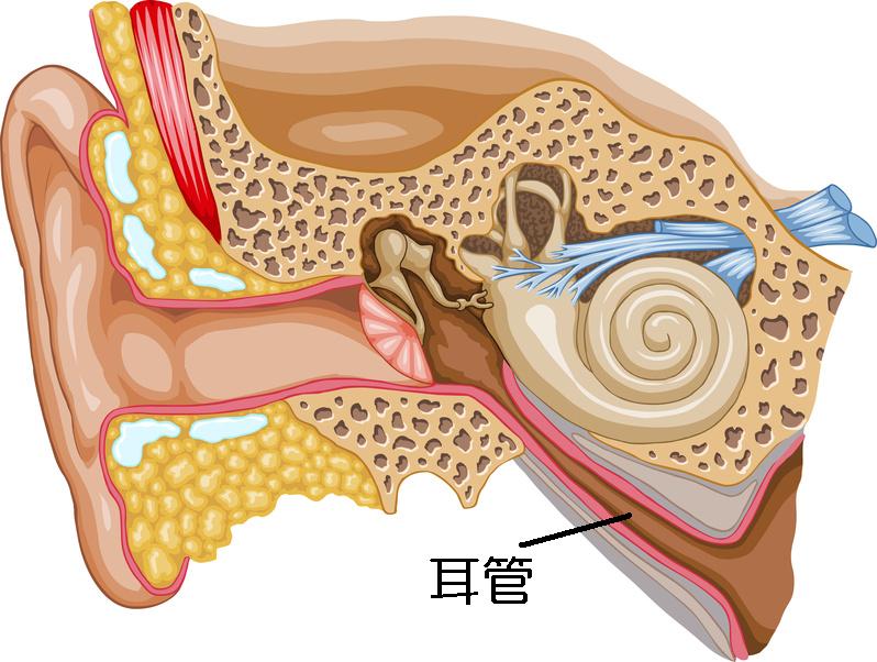 Ear Cross-section